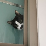 毛豆西西