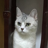 会飞的鸵鸟