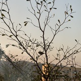 吴聚平