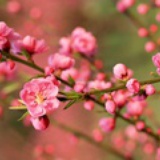 小爱