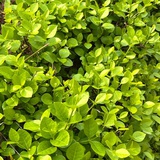 Yimo