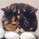 猪圈里的一头猪