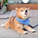 混世小傲慢
