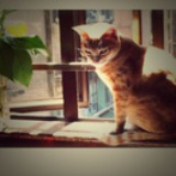 arrogantcat