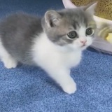 桃桃乌龙