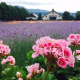 盛夏曼步