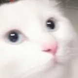 温柔的马桶盖