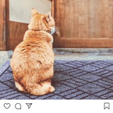 弃用
