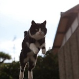 一只猫
