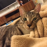 fay