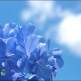 Q_Qmiao