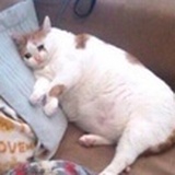猪子