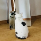 夏目乱猫