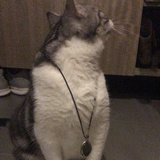 Hazel