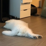 咕噜噜咕噜噜