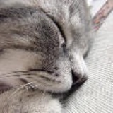 流浪猫在哭