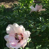 花花都会开
