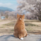 羊绒衫