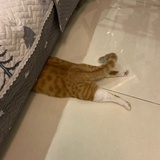Rosalie罗罗