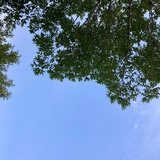 清新灰太狼