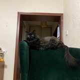 陈底