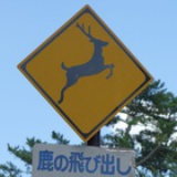 樱桃酱