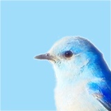 とりさがし