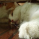 压根的瓜不能吃