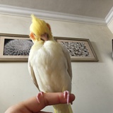 ☼