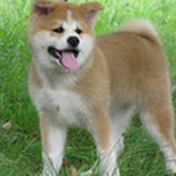 忠犬小小8