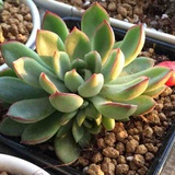 泻药小姐
