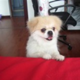 斑马