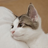 李咩咩