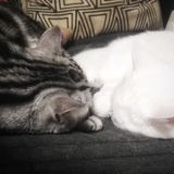 大圣&豆花