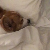 伪会计