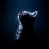 Mr猫