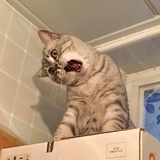 sugar