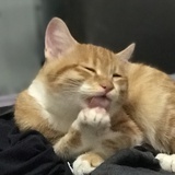 cosmo