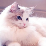 只有猫儿