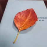 大懒虫