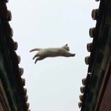 冰糖葫芦娃
