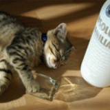 vodcat