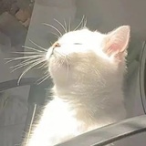 不如一直傻下去