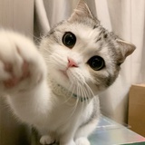 猫为什么一直响