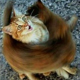 擦头狒狒