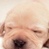 CoolDog