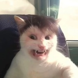 蛋蛋蛋蛋挞