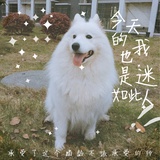 罐子/蚊蚊蚊子
