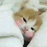 能能