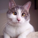大猫钓鱼